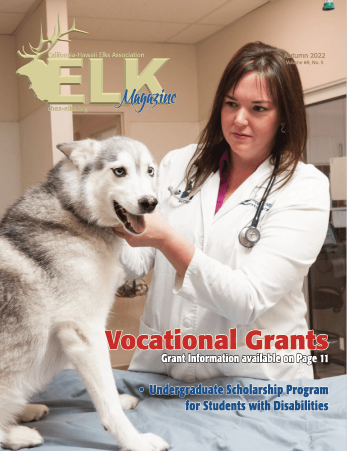 Veterinarian examining husky dog on exam table