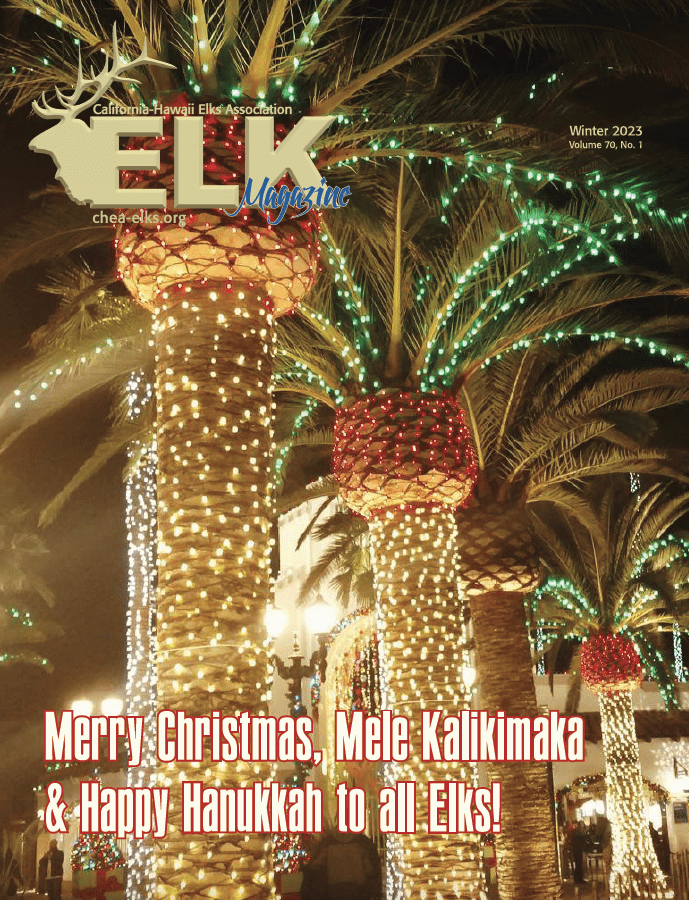 Palm trees wrapped in holiday string lights